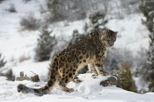 Snow Leopard or Ounce, uncia uncia, Adult running through Mountain