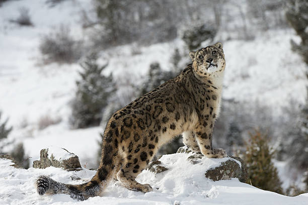 leopardo di neve in scena invernale - snow leopard foto e immagini stock