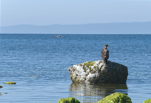 Profile of a juvenile eagle on a rock, kayaker blurred in the distance