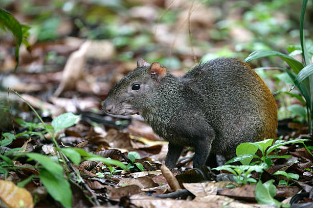 브라질리안 아구티, dasyprocta leporina - agouti 뉴스 사진 이미지