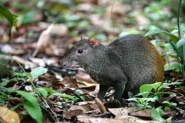 Brazilian agouti, Dasyprocta leporina, single mammal on floor, Brazil