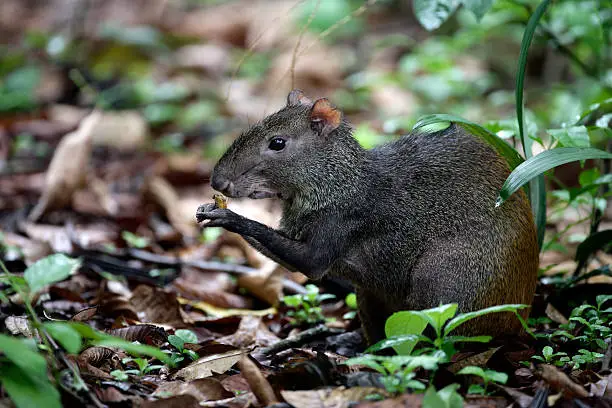 Brazilian agouti, Dasyprocta leporina, single mammal on floor, Brazil