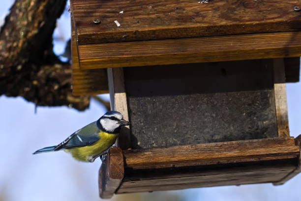 istock Great Tit on Wooden Feeder 1867241206