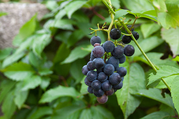 bunch of grapes stock photo