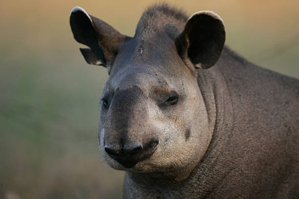 Brazilian tapir, Tapirus terrestris, Brazilian tapir, Tapirus terrestris, on land in Brazil tapirus terrestris stock pictures, royalty-free photos & images