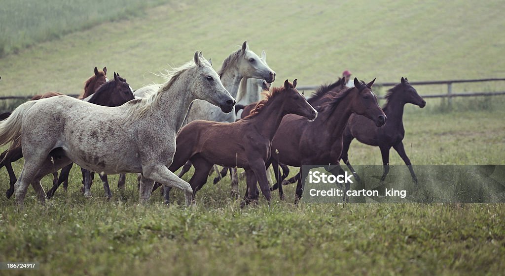 Bild von Vielzahl wilde Pferde auf der Wiese - Lizenzfrei Bilderbuch - Illustrationen Stock-Foto