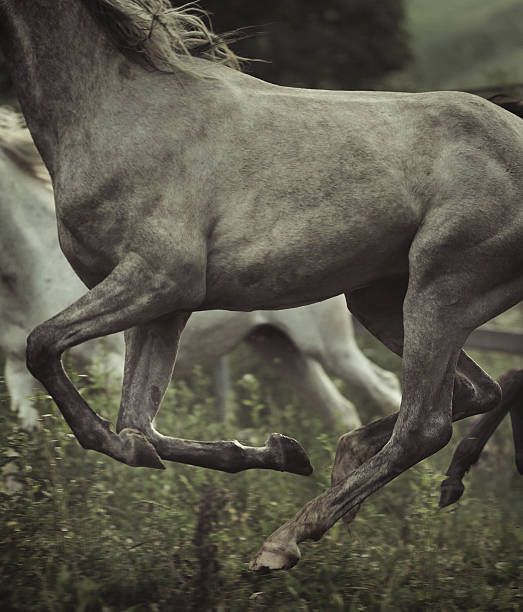 Picture of grey horse's body elements
