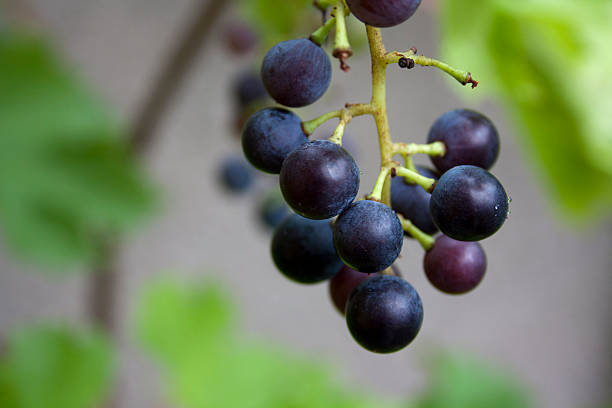 bunch of grapes stock photo