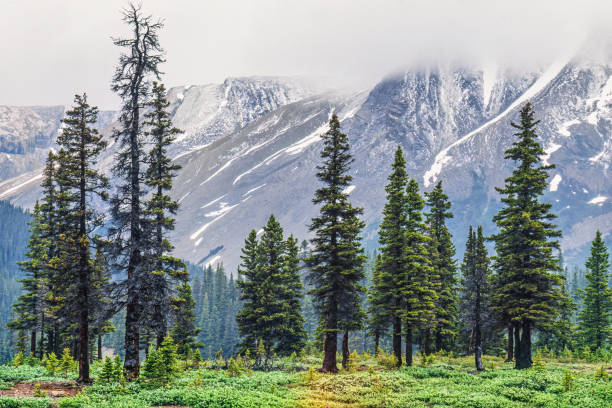 istock Spruce forest by a high mountain in the wilderness 1867250053