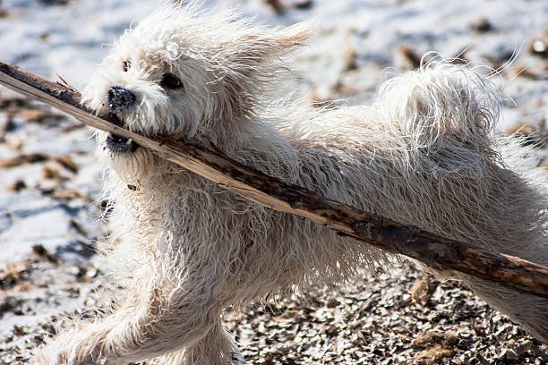 istock White dog with big stick on the beach 186725182