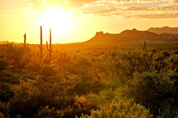 Desert sunset view, Arizona, USA Sunset view of the Arizona desert sonoran desert stock pictures, royalty-free photos & images