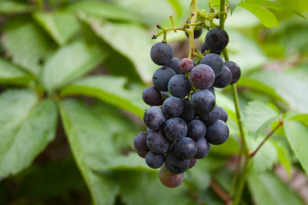 bunch of grapes stock photo