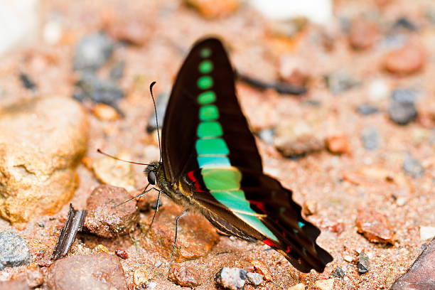 istock Butterfly in pang sida national park  thailand 186725666