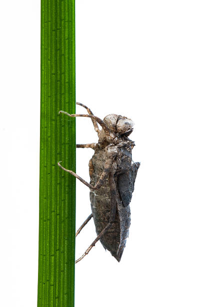 istock Nymph of the dragonfly 186725673