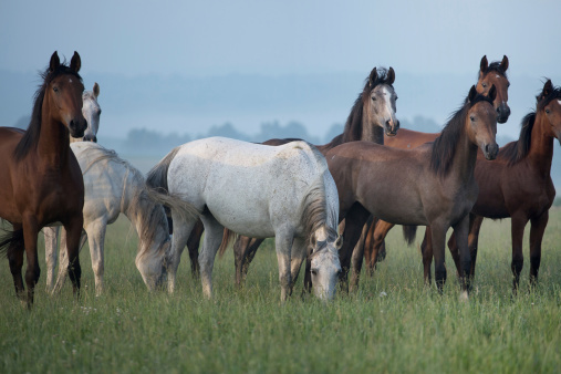 Bevy of wild horses on the meadow
