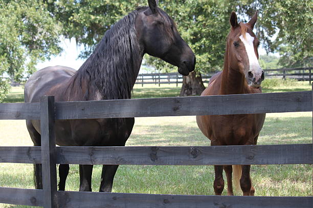 istock Black and Brown horses 186725897