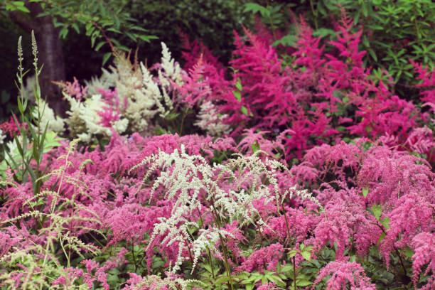 istock White and pink astilbe in bloom during the summer 1867259318
