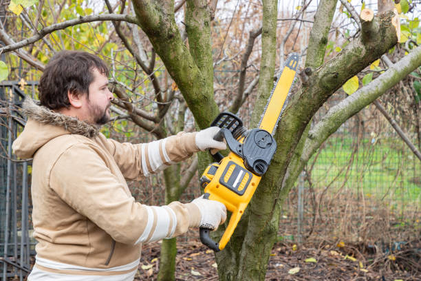 전문 정원사는 전기 배터리로 구동되는 체인 톱을 사용하여 나무의 가지를 자릅니다. 계절 가지 치기. 뒤뜰 집에서 전기톱으로 나무를 다듬습니다. - maintenance engineer home improvement men manual worker 뉴스 사진 이미지