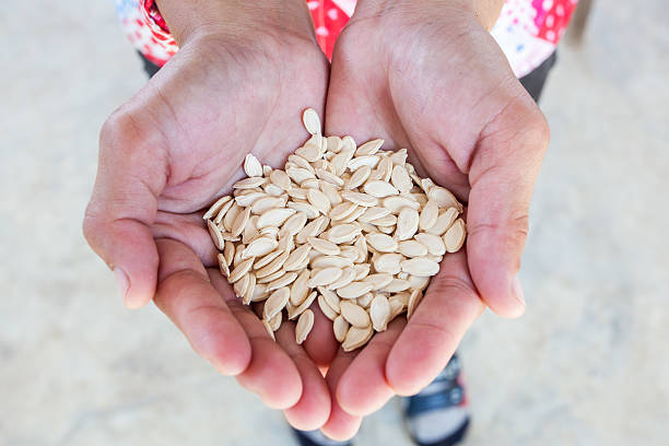istock Wax gourd seeds kernel in woman hand 186726432