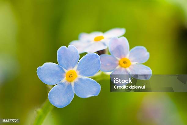 Forget Me Not Stock Photo - Download Image Now - Beauty, Beauty In Nature, Blossom