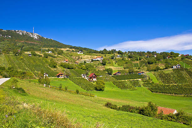 istock Vineyards on Kalnik mountain slopes 186728484