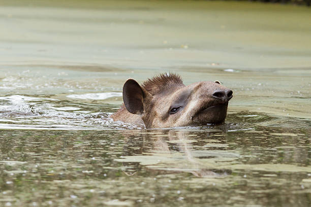 profil-porträt von south american tapir im wasser - tapir stock-fotos und bilder