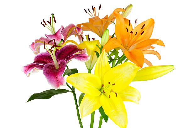 istock Bouquet of lilies 186728807