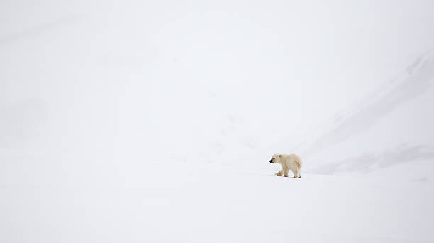 istock lone polar bear cub walking in snow at Svalbard 186728840