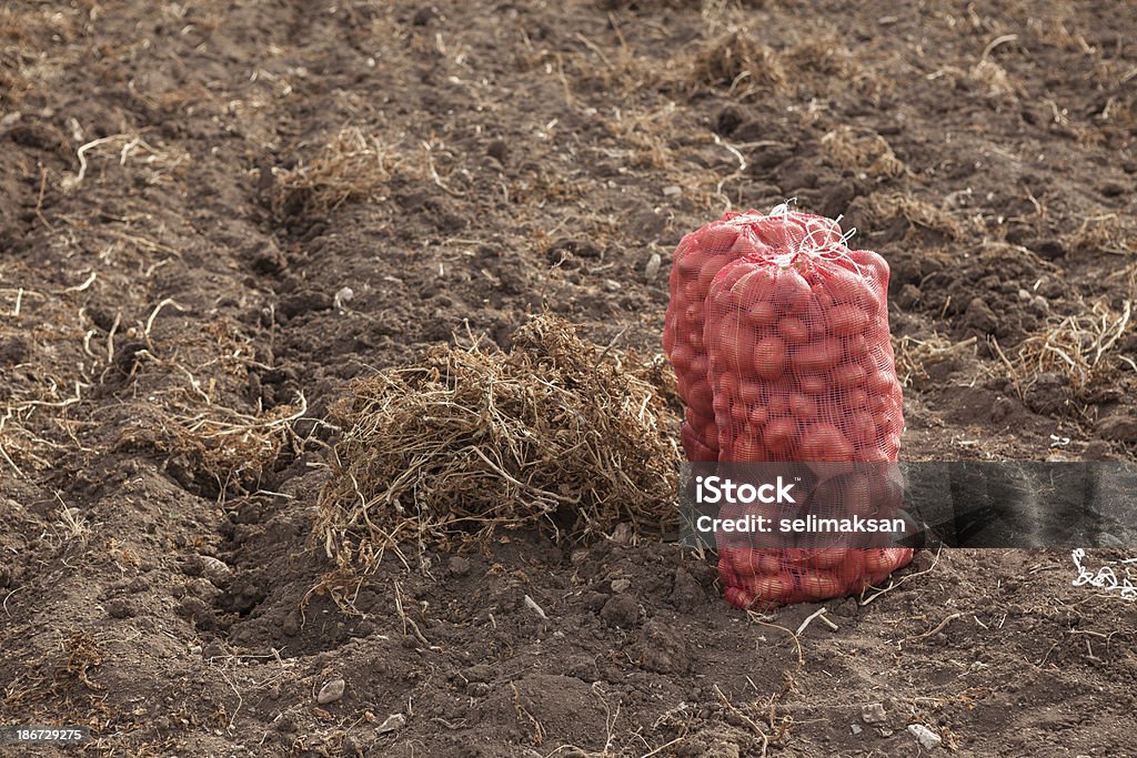 Мешок картофеля в полевых условиях - Стоковые фото Без людей роялти-фри