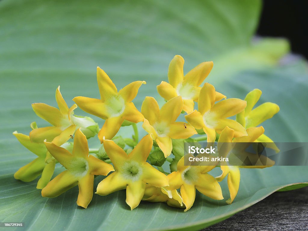 Primula gialla rampicante Telosma Craib (minore). - Foto stock royalty-free di Bouquet