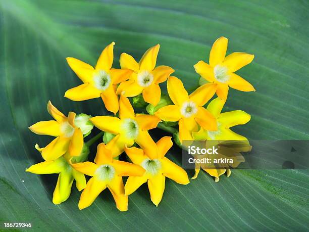 Prímula Creeper - Fotografias de stock e mais imagens de Bouquet - Bouquet, Comida, Flora