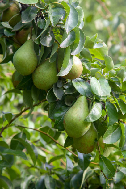 istock Shiny delicious pears hanging from a tree branch in the orchard. 1867295643