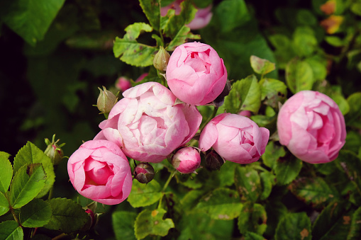 Camellia at Hyde Park in City of Westminster, London