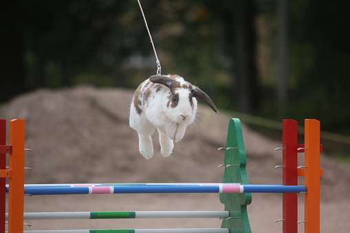 Rabbit showjumping in Sweden
