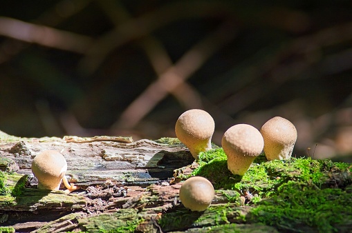 Wild Common Puffball Mushrooms