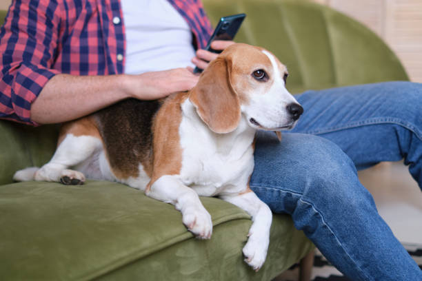 istock Young happy man text messaging on cell phone while sitting on the sofa with his dog. 1867327934