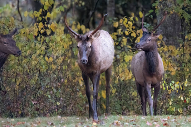 tres grandes elk - great smoky mountains national park animal antler stag fotografías e imágenes de stock
