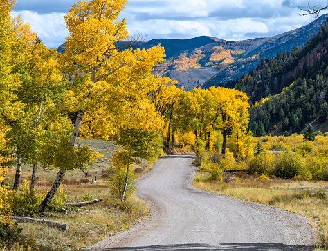 Gravel road in Colorado winds through the golden yellow aspen trees.