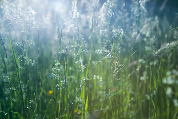 istock Fresh green grass field on blurred bokeh background. Soft focus. Beautiful sunlight spring or summer lawn. Spring or summer season nature landscape. Natural green grass texture 1867345768