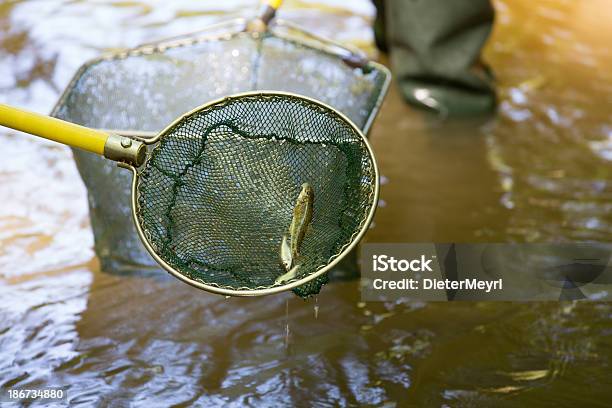 Electrofishing 수질 오염에 대한 스톡 사진 및 기타 이미지 - 수질 오염, 고여 있는 물, 그레일링 호수