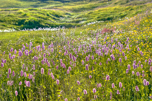 Beautiful flowers of the Bistorta Officinalis in bloom in the Swiss Alps. Blossoms of Bistorta Officinalis (Persicaria Bistorta), known as bistort, common bistort, European bistort or meadow bistort. Alpine meadow flowers in springtime