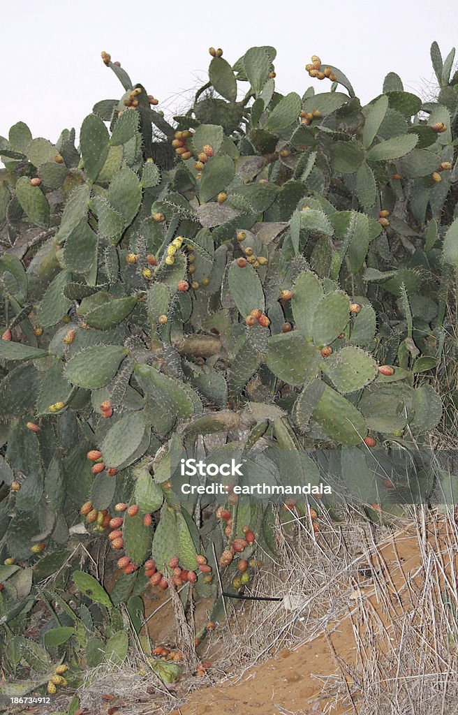 Opuntia de Sabra hedge - Foto de stock de Azul royalty-free