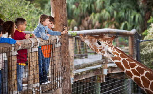 Multi-ethnic group of children at zoo.  Girl (8 years) feeding giraffe.