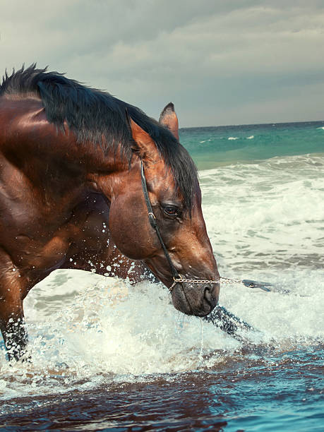 istock splashing nice bay breed stallion in the sea 186735327