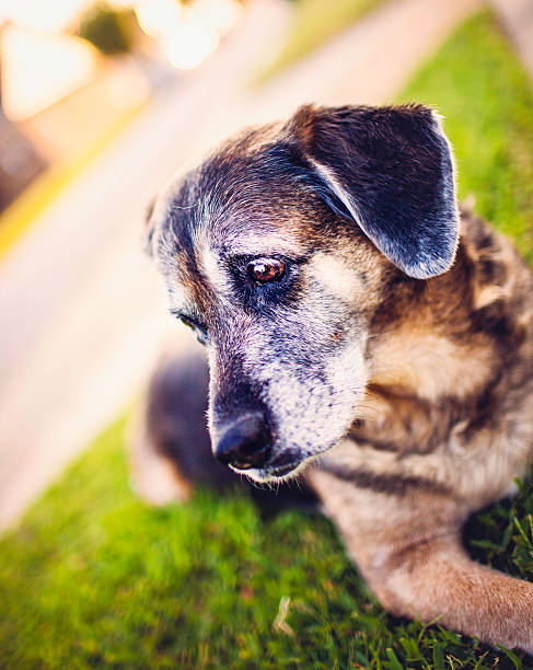 istock Senior Doggy at Dusk 186735588