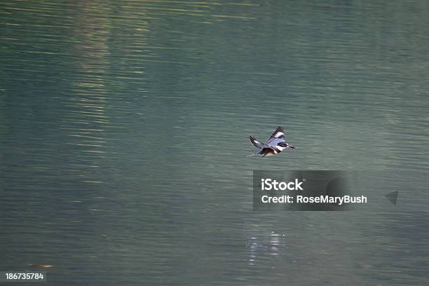 Belted Kingfisher Flying Stock Photo - Download Image Now - Alaska - US State, Animals In The Wild, Belted Kingfisher