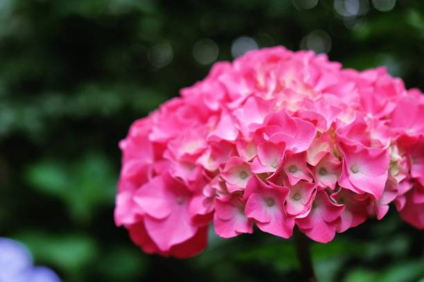 istock Bright pink mophead hydrangea, 'Hydrangea macrophylla' bush in flower during the late summer 1867369847