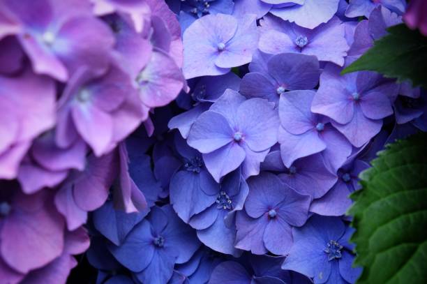 istock Violet and blue mophead hydrangea, 'Hydrangea macrophylla' bush in flower during the late summer 1867370923
