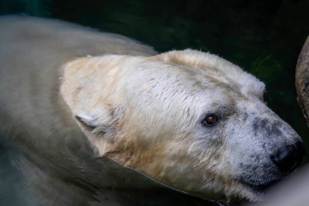 istock Polar bear peeking out of the water 1867371512