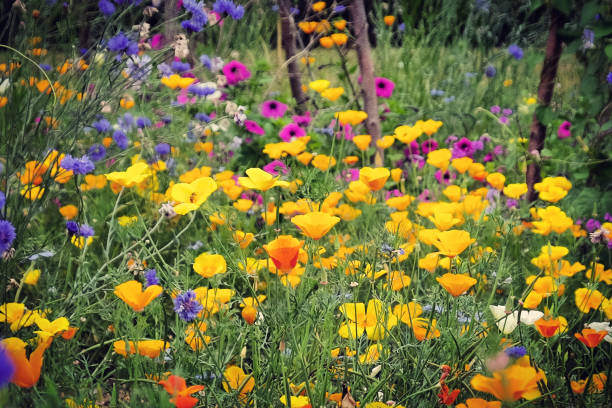 eschscholzia californica, vadvirágos réten növekvő kaliforniai pipacsok - vadvirág témájú stock jellegű vizuális alkotások, jogdíjmentes fotók és képek